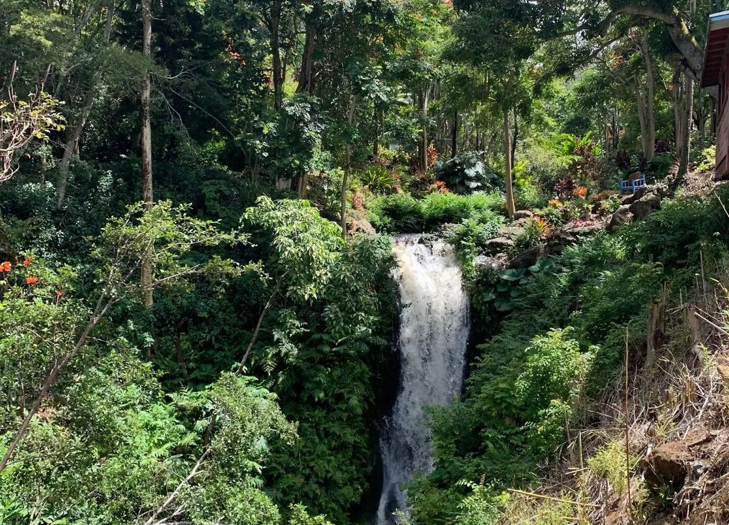 אכסניה Honokaa Romatic Waterfall Cabin In The Rainforest