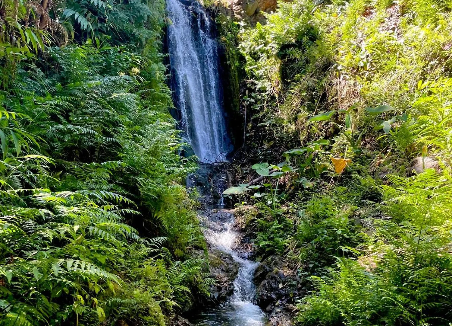 Honokaa Romatic Waterfall Cabin In The Rainforest אכסניה